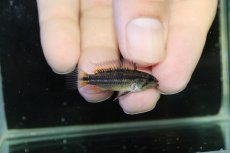 画像3: 【淡水魚】【通販】No2 アピストグラマ ビタエニアータ イエロー ペルー産 ワイルド【1ペア 個体販売】(生体)(熱帯魚)NKAP (3)