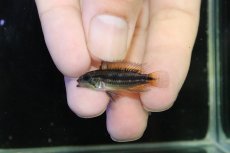画像4: 【淡水魚】【通販】No2 アピストグラマ ビタエニアータ イエロー ペルー産 ワイルド【1ペア 個体販売】(生体)(熱帯魚)NKAP (4)