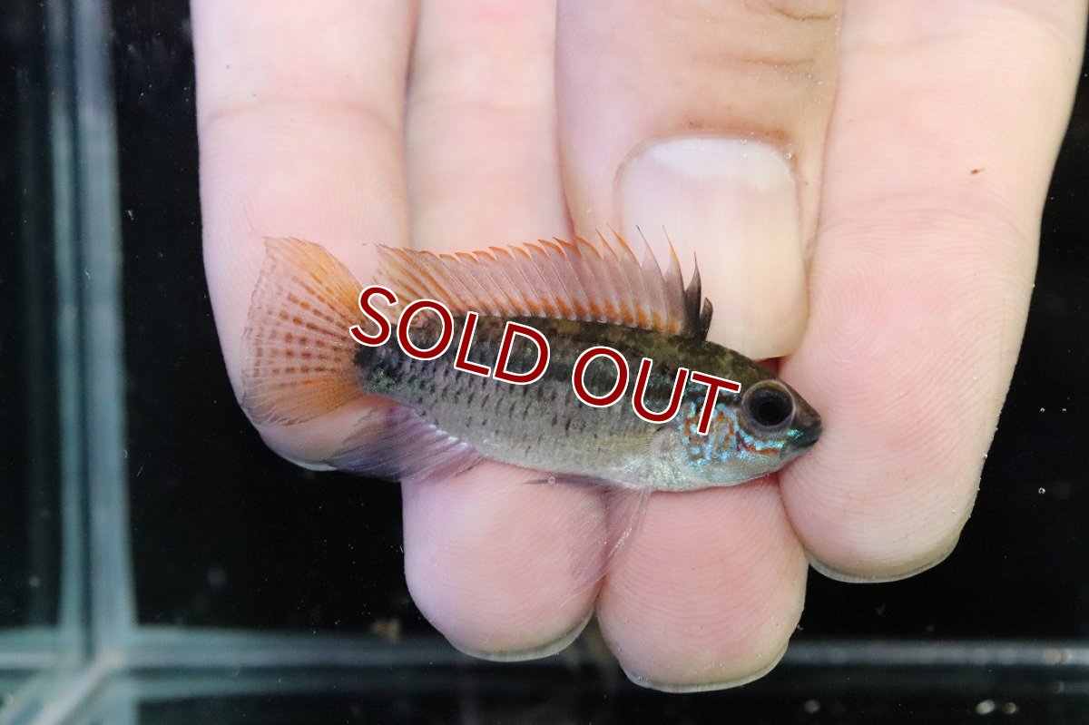 画像1: 【淡水魚】【通販】上物個体 No1 アピストグラマ ディアマンテ ワイルド【1ペア 個体販売】(アピストグラマ)(生体)(熱帯魚)NKAP (1)