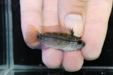 画像1: 【淡水魚】【通販】上物個体 No1 アピストグラマ ディアマンテ ワイルド【1ペア 個体販売】(アピストグラマ)(生体)(熱帯魚)NKAP (1)