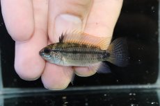 画像2: 【淡水魚】【通販】上物個体 No1 アピストグラマ ディアマンテ ワイルド【1ペア 個体販売】(アピストグラマ)(生体)(熱帯魚)NKAP (2)