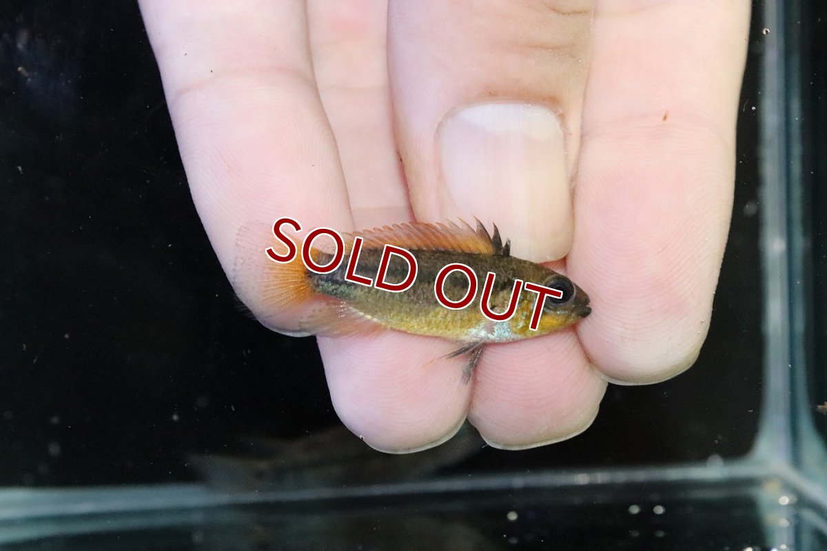 画像3: 【淡水魚】【通販】上物個体 No1 アピストグラマ ディアマンテ ワイルド【1ペア 個体販売】(アピストグラマ)(生体)(熱帯魚)NKAP (3)