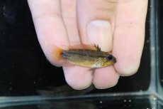 画像3: 【淡水魚】【通販】上物個体 No1 アピストグラマ ディアマンテ ワイルド【1ペア 個体販売】(アピストグラマ)(生体)(熱帯魚)NKAP (3)