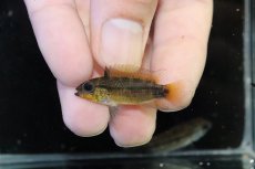 画像4: 【淡水魚】【通販】上物個体 No1 アピストグラマ ディアマンテ ワイルド【1ペア 個体販売】(アピストグラマ)(生体)(熱帯魚)NKAP (4)