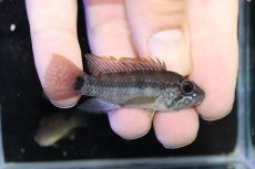 画像1: 【淡水魚】【通販】ビッグサイズNo1 アピストグラマ ラディスラオ ペルー産ワイルド【1ペア 個体販売】(雄±5.5cm)(生体)(熱帯魚)NKAP (1)