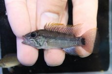 画像2: 【淡水魚】【通販】ビッグサイズNo1 アピストグラマ ラディスラオ ペルー産ワイルド【1ペア 個体販売】(雄±5.5cm)(生体)(熱帯魚)NKAP (2)