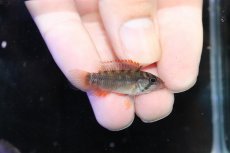 画像3: 【淡水魚】【通販】ビッグサイズNo1 アピストグラマ ラディスラオ ペルー産ワイルド【1ペア 個体販売】(雄±5.5cm)(生体)(熱帯魚)NKAP (3)