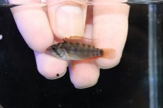 画像4: 【淡水魚】【通販】ビッグサイズNo1 アピストグラマ ラディスラオ ペルー産ワイルド【1ペア 個体販売】(雄±5.5cm)(生体)(熱帯魚)NKAP (4)