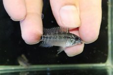 画像1: 【淡水魚】【通販】No1 アピストグラマ ホイグネイ ワイルド【１ペア 個体販売】(アピストグラマ)(生体)(熱帯魚)NKAP (1)