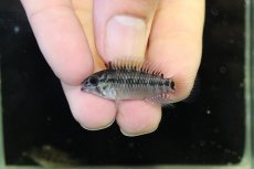 画像2: 【淡水魚】【通販】No1 アピストグラマ ホイグネイ ワイルド【１ペア 個体販売】(アピストグラマ)(生体)(熱帯魚)NKAP (2)