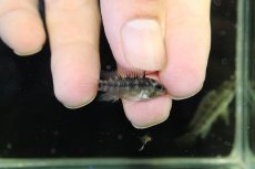 画像3: 【淡水魚】【通販】No1 アピストグラマ ホイグネイ ワイルド【１ペア 個体販売】(アピストグラマ)(生体)(熱帯魚)NKAP (3)