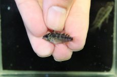画像4: 【淡水魚】【通販】No1 アピストグラマ ホイグネイ ワイルド【１ペア 個体販売】(アピストグラマ)(生体)(熱帯魚)NKAP (4)