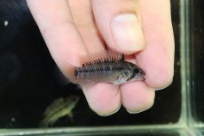 画像1: 【淡水魚】【通販】No2 アピストグラマ ホイグネイ ワイルド【１ペア 個体販売】(アピストグラマ)(生体)(熱帯魚)NKAP (1)
