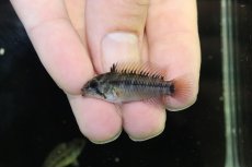 画像2: 【淡水魚】【通販】No2 アピストグラマ ホイグネイ ワイルド【１ペア 個体販売】(アピストグラマ)(生体)(熱帯魚)NKAP (2)