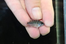 画像3: 【淡水魚】【通販】No2 アピストグラマ ホイグネイ ワイルド【１ペア 個体販売】(アピストグラマ)(生体)(熱帯魚)NKAP (3)