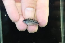 画像4: 【淡水魚】【通販】No2 アピストグラマ ホイグネイ ワイルド【１ペア 個体販売】(アピストグラマ)(生体)(熱帯魚)NKAP (4)