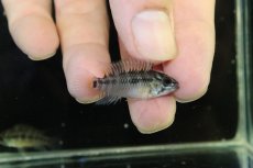 画像1: 【淡水魚】【通販】No2 アピストグラマ ホイグネイ ワイルド【１ペア 個体販売】(アピストグラマ)(生体)(熱帯魚)NKAP (1)