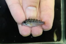画像2: 【淡水魚】【通販】No2 アピストグラマ ホイグネイ ワイルド【１ペア 個体販売】(アピストグラマ)(生体)(熱帯魚)NKAP (2)