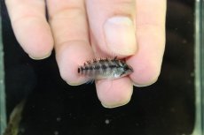 画像3: 【淡水魚】【通販】No2 アピストグラマ ホイグネイ ワイルド【１ペア 個体販売】(アピストグラマ)(生体)(熱帯魚)NKAP (3)