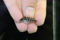 画像4: 【淡水魚】【通販】No2 アピストグラマ ホイグネイ ワイルド【１ペア 個体販売】(アピストグラマ)(生体)(熱帯魚)NKAP (4)