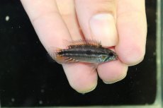画像1: 【淡水魚】【通販】超激レア アピストグラマ ビタエニアータ コロンビア メタ産 ワイルド【１匹 個体販売】(アピストグラマ(生体)(熱帯魚)NKAP (1)
