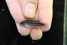 画像2: 【淡水魚】【通販】超激レア アピストグラマ ビタエニアータ コロンビア メタ産 ワイルド【１匹 個体販売】(アピストグラマ(生体)(熱帯魚)NKAP (2)