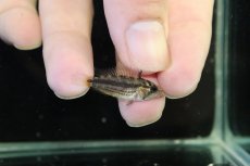画像1: 【淡水魚】【通販】超激レア アピストグラマ カカトイデス コロンビア ビチャダ産 ワイルド【１匹 個体販売】アピストグラマ(生体)(熱帯魚)NKAP (1)