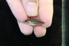 画像2: 【淡水魚】【通販】超激レア アピストグラマ カカトイデス コロンビア ビチャダ産 ワイルド【１匹 個体販売】アピストグラマ(生体)(熱帯魚)NKAP (2)
