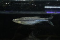 画像1: 【通販 淡水魚】爆安 アポロシャーク【個体販売】(±18cm)(大型魚)(生体)(熱帯魚)NKO (1)