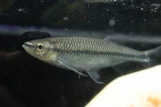 画像2: 【通販 淡水魚】爆安 アポロシャーク【個体販売】(±18cm)(大型魚)(生体)(熱帯魚)NKO (2)