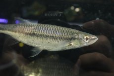 画像3: 【通販 淡水魚】爆安 アポロシャーク【個体販売】(±18cm)(大型魚)(生体)(熱帯魚)NKO (3)