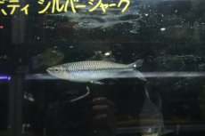 画像4: 【通販 淡水魚】爆安 アポロシャーク【個体販売】(±18cm)(大型魚)(生体)(熱帯魚)NKO (4)