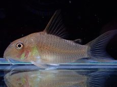 画像1: 【淡水魚】激レア １匹のみ スリナム共和国 コリドラス スターダストアウル スリナムマロニーリバー産ワイルド【個体販売】(生体)(熱帯魚)NKCR (1)