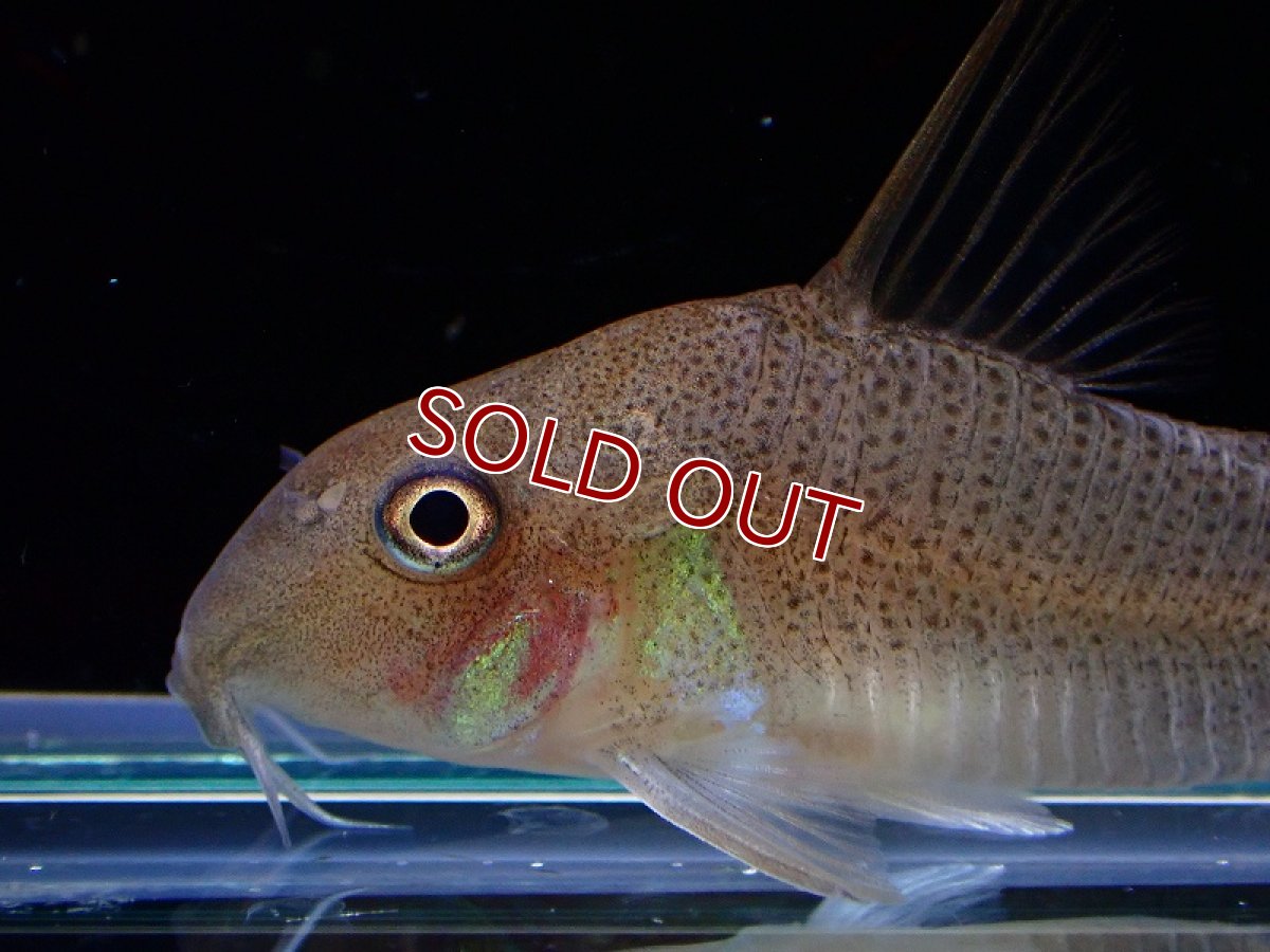 画像2: 【淡水魚】激レア 1匹のみ スリナム共和国 コリドラス スターダストアウル スリナムマロニーリバー産ワイルド【個体販売】(生体)(熱帯魚)NKCR (2)