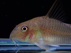 画像2: 【淡水魚】激レア １匹のみ スリナム共和国 コリドラス スターダストアウル スリナムマロニーリバー産ワイルド【個体販売】(生体)(熱帯魚)NKCR (2)