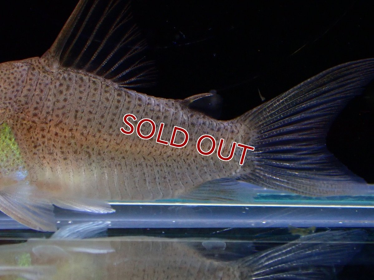 画像3: 【淡水魚】激レア 1匹のみ スリナム共和国 コリドラス スターダストアウル スリナムマロニーリバー産ワイルド【個体販売】(生体)(熱帯魚)NKCR (3)