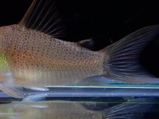 画像3: 【淡水魚】激レア １匹のみ スリナム共和国 コリドラス スターダストアウル スリナムマロニーリバー産ワイルド【個体販売】(生体)(熱帯魚)NKCR (3)