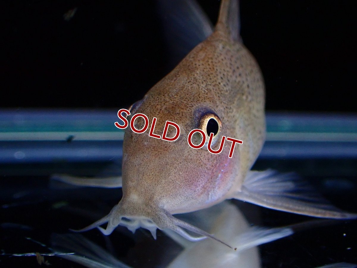 画像4: 【淡水魚】激レア 1匹のみ スリナム共和国 コリドラス スターダストアウル スリナムマロニーリバー産ワイルド【個体販売】(生体)(熱帯魚)NKCR (4)