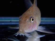 画像4: 【淡水魚】激レア １匹のみ スリナム共和国 コリドラス スターダストアウル スリナムマロニーリバー産ワイルド【個体販売】(生体)(熱帯魚)NKCR (4)