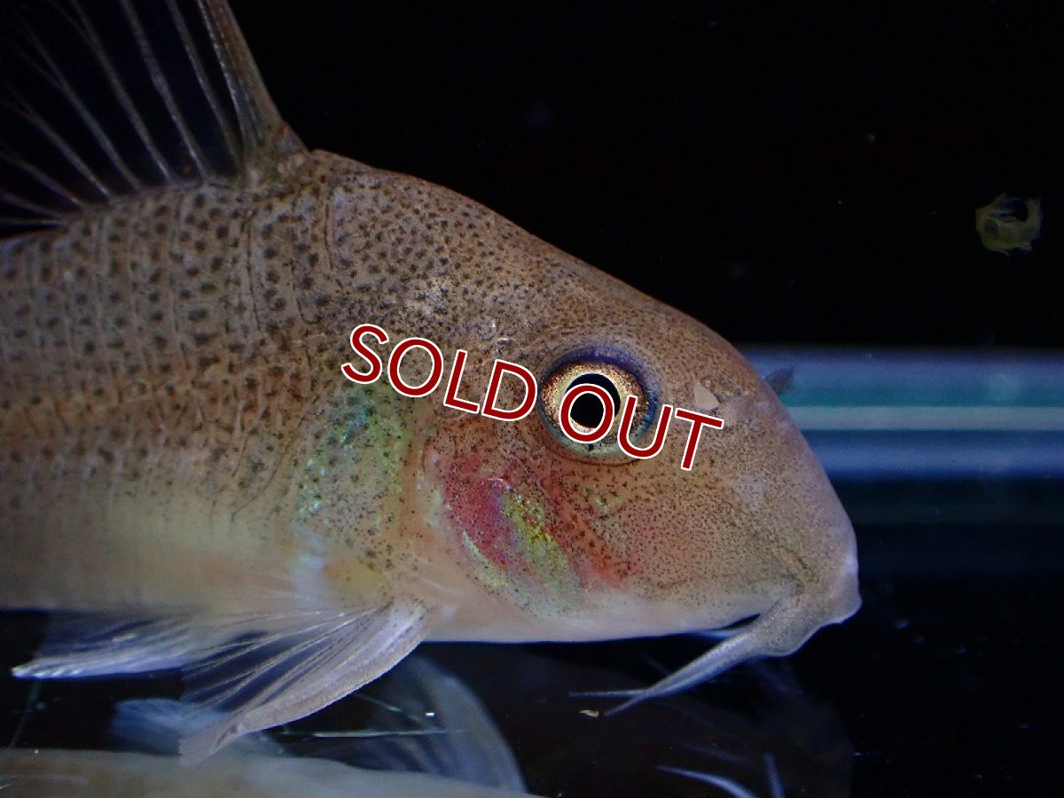 画像6: 【淡水魚】激レア 1匹のみ スリナム共和国 コリドラス スターダストアウル スリナムマロニーリバー産ワイルド【個体販売】(生体)(熱帯魚)NKCR (6)