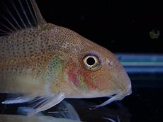 画像6: 【淡水魚】激レア １匹のみ スリナム共和国 コリドラス スターダストアウル スリナムマロニーリバー産ワイルド【個体販売】(生体)(熱帯魚)NKCR (6)