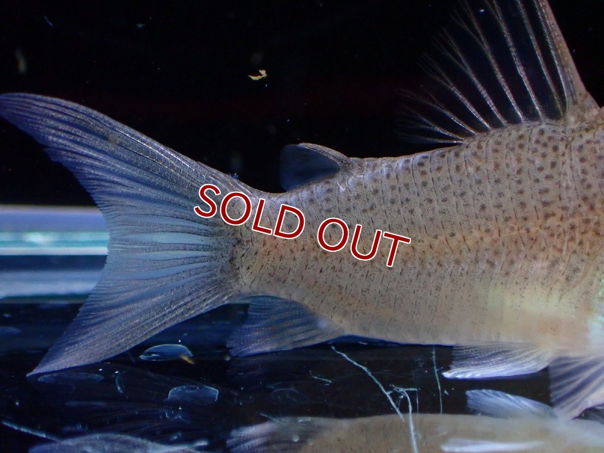 画像7: 【淡水魚】激レア 1匹のみ スリナム共和国 コリドラス スターダストアウル スリナムマロニーリバー産ワイルド【個体販売】(生体)(熱帯魚)NKCR (7)