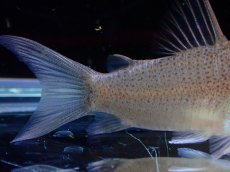画像7: 【淡水魚】激レア １匹のみ スリナム共和国 コリドラス スターダストアウル スリナムマロニーリバー産ワイルド【個体販売】(生体)(熱帯魚)NKCR (7)