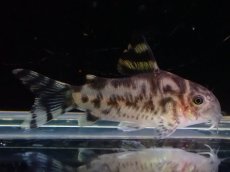 画像1: 【淡水魚】【通販】激安 大きめサイズ コリドラス ゼブリーナ CW-111【1匹 サンプル画像】(±3-3.5cm)(生体)(熱帯魚)NKCR (1)