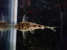 画像3: 【淡水魚】【通販】激安 大きめサイズ コリドラス ゼブリーナ CW-111【1匹 サンプル画像】(±3-3.5cm)(生体)(熱帯魚)NKCR (3)