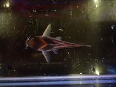 画像3: 【淡水魚】【通販】激安 No4 コリドラス スーパーパラレイウス ワイルド【個体販売】(±5cm)（コリドラス）（生体）（熱帯魚）NKO (3)