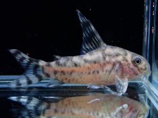画像3: 【淡水魚】【通販】激安 XLサイズ ワイルド個体 コリドラス ゼブリーナ ワイルド【1ペア 個体販売】(±♂5.5 ♀5cm)（生体）（熱帯魚）NKCR (3)