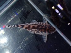 画像6: 【淡水魚】【通販】激安 Lサイズ No1 コリドラス ゼブリーナ【1ペア 個体販売】(±♂4.5 ♀5cm)（コリドラス）（生体）（熱帯魚）NKCR (6)