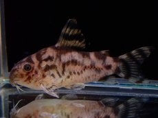 画像2: 【淡水魚】【通販】売り切りセール Lサイズ No2 コリドラス ゼブリーナ【個体販売】(±4.5cm)（コリドラス）（生体）（熱帯魚）NKCR (2)