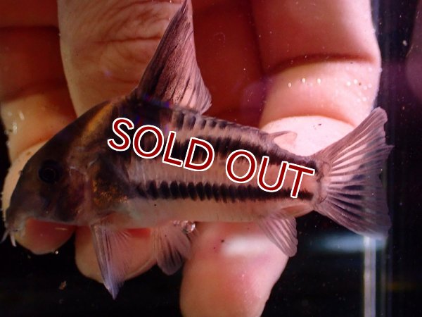 熱帯魚:コリドラススーパーパラレルス3尾ウンデュラータス4尾ナイス二ー2尾 - その他